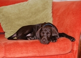 wye niemiecki, spinone italiano