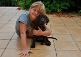 wye niemiecki, spinone italiano