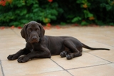 wye niemiecki, spinone italiano