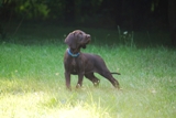 wye niemiecki, spinone italiano
