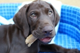 wye niemiecki, spinone italiano
