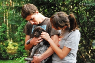 wye niemiecki, spinone italiano