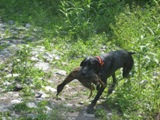 wye niemiecki, spinone italiano