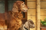 wye niemiecki, spinone italiano