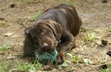 wye niemiecki, spinone italiano