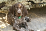 wye niemiecki, spinone italiano