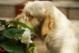 wye niemiecki, spinone italiano