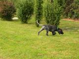 wye niemiecki, spinone italiano