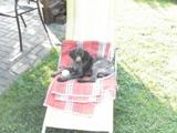 wye niemiecki, spinone italiano