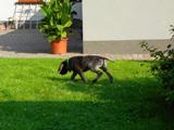 wye niemiecki, spinone italiano