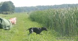 wye niemiecki, spinone italiano