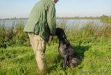 wye niemiecki, spinone italiano