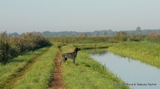 wye niemiecki, spinone italiano