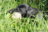 wye niemiecki, spinone italiano