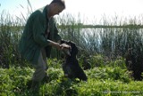 wye niemiecki, spinone italiano