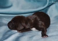 wye niemiecki, spinone italiano
