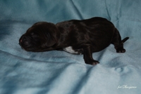 wye niemiecki, spinone italiano