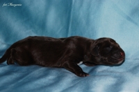 wye niemiecki, spinone italiano
