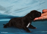 wye niemiecki, spinone italiano