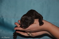 wye niemiecki, spinone italiano