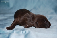 wye niemiecki, spinone italiano