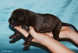 wye niemiecki, spinone italiano