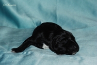 wye niemiecki, spinone italiano