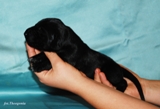 wye niemiecki, spinone italiano