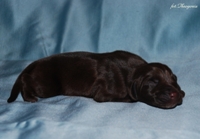 wye niemiecki, spinone italiano