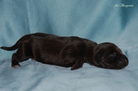 wye niemiecki, spinone italiano