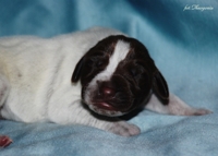 wye niemiecki, spinone italiano