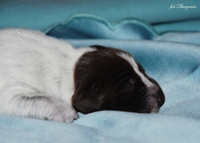 wye niemiecki, spinone italiano