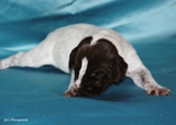 wye niemiecki, spinone italiano