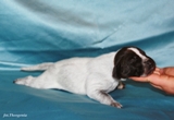 wye niemiecki, spinone italiano