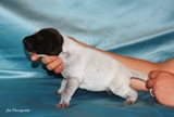 wye niemiecki, spinone italiano