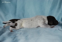 wye niemiecki, spinone italiano