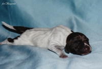wye niemiecki, spinone italiano