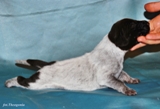 wye niemiecki, spinone italiano