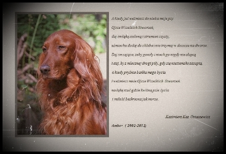wye niemiecki, spinone italiano