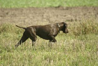 wye niemiecki, spinone italiano