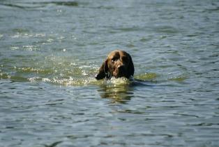 wye niemiecki, spinone italiano