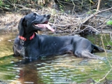 wye niemiecki, spinone italiano