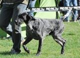 wye niemiecki, spinone italiano