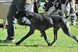 wye niemiecki, spinone italiano