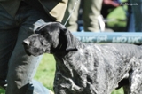 wye niemiecki, spinone italiano