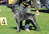 wye niemiecki, spinone italiano