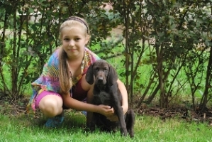 wye niemiecki, spinone italiano