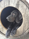 wye niemiecki, spinone italiano