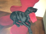 wye niemiecki, spinone italiano