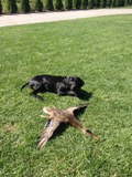 wye niemiecki, spinone italiano
